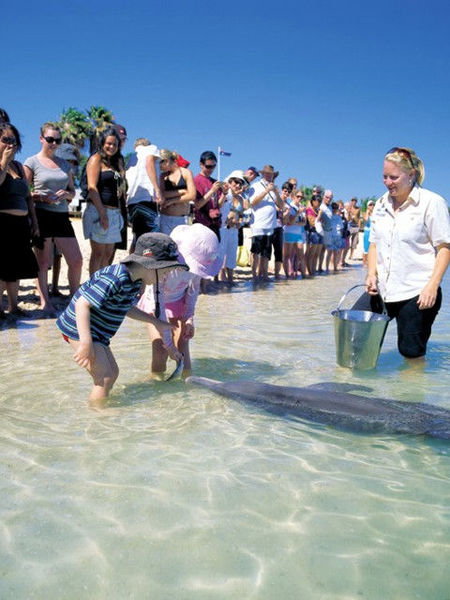 Monkey Mia Dolphin Resort - Tweed Heads Accommodation 1