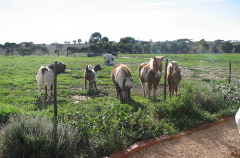Redwing Shearer's Quarters - Tweed Heads Accommodation 1