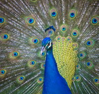 Willunga Peacock Farm Bed and Breakfast - Tweed Heads Accommodation