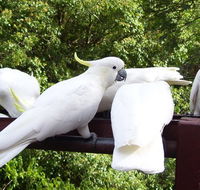 Lorikeet Lane BB - Tweed Heads Accommodation