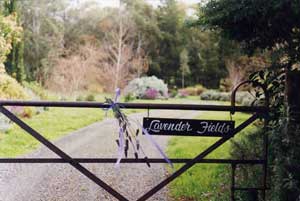 Adelaide Hills Country Cottages - Lavender Fields - Tweed Heads Accommodation 3