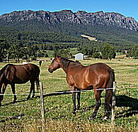 Hurlfield Farm Cottage - Tweed Heads Accommodation