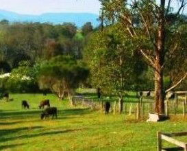 Giba Gunyah Country Cottages - Tweed Heads Accommodation 1