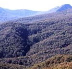 Callicoma Hill Eco-Cabins - Tweed Heads Accommodation