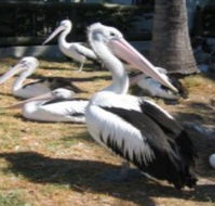 Christmas Cove Caravan Park - Tweed Heads Accommodation