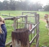 Boronia Farm Farmstay - Tweed Heads Accommodation