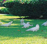 Aurora Kakadu - Tweed Heads Accommodation