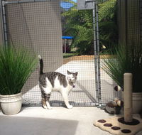 Caringbah Cat Hotel - Tweed Heads Accommodation