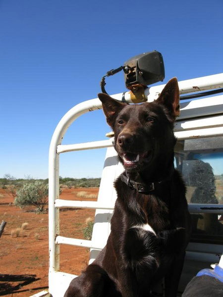 Wooleen Outback Station Stay - Tweed Heads Accommodation 2