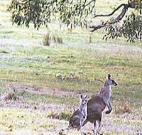 Kangaroo Ridge Retreat - Tweed Heads Accommodation
