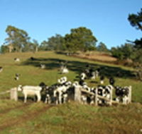 St Columba Cottage - Tweed Heads Accommodation