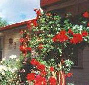 Rose Cottage Bed And Breakfast - Tweed Heads Accommodation