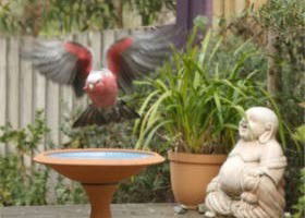 Wattle Court  Retreat - Tweed Heads Accommodation 0