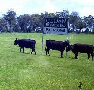 Cluan Homestead - Tweed Heads Accommodation