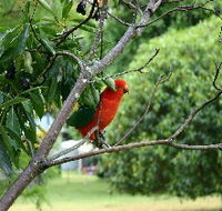 Bunya Mountains Accommodation Centre - Chalets And Holiday Homes - Tweed Heads Accommodation