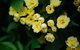 Federation Gardens & Possums Hideaway - thumb 23