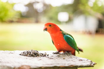 Federation Gardens & Possums Hideaway - Tweed Heads Accommodation 24