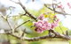 Federation Gardens & Possums Hideaway - thumb 25