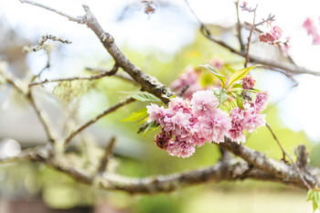 Federation Gardens & Possums Hideaway - Tweed Heads Accommodation 25