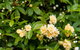 Federation Gardens & Possums Hideaway - thumb 26