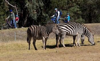 Zoofari Lodge, Taronga Western Plains Zoo - Tweed Heads Accommodation 8