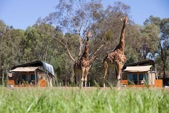 Zoofari Lodge, Taronga Western Plains Zoo - Tweed Heads Accommodation 13