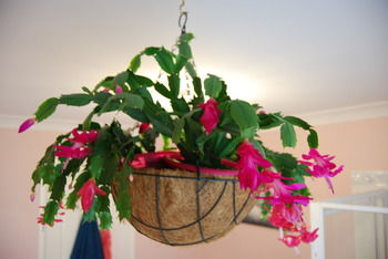 L'Auberge Angara Bed And Breakfast - Tweed Heads Accommodation 41