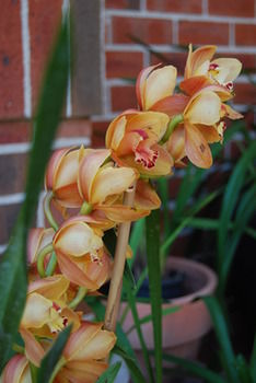 L'Auberge Angara Bed And Breakfast - Tweed Heads Accommodation 42