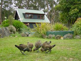 Tree Tops Cascades - Tweed Heads Accommodation 1