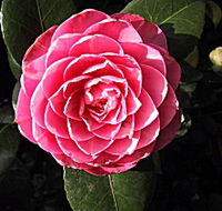 Cloverlea Gardens Bed and Breakfast - Tweed Heads Accommodation