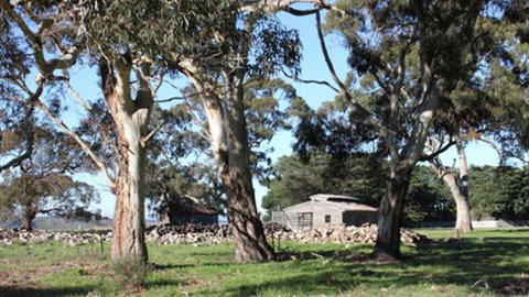 Moranghurk Vineyard & Accommodation - Tweed Heads Accommodation 3