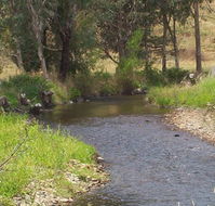 Murphy's Cabin - Tweed Heads Accommodation
