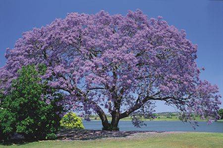 Belvoir B & B Cottages - Tweed Heads Accommodation 3