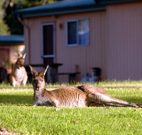 Kalgan River Chalets  Caravan Park - Tweed Heads Accommodation