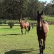 Neds Bed - Tweed Heads Accommodation 4