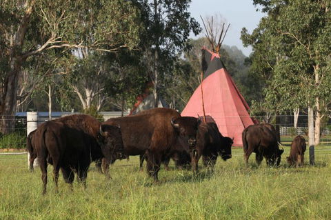 Aranyani Bison Adventure Tourist Park - Tweed Heads Accommodation 6