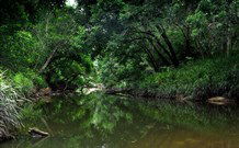 Aranyani Bison Adventure Tourist Park - Tweed Heads Accommodation 3