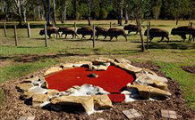 Aranyani Bison Adventure Tourist Park - Tweed Heads Accommodation 5