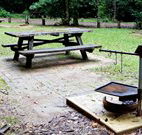 Bellbird campground - Tweed Heads Accommodation