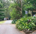 Tamborine Mountain Caravan  Camping - Tweed Heads Accommodation