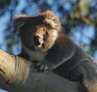 Bimbi Park Camping Under Koalas - Tweed Heads Accommodation