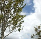 Glen Villa Resort and Tourist Park Casino - Tweed Heads Accommodation