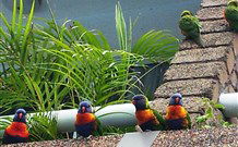 Aquajet Motel - Coffs Harbour - Tweed Heads Accommodation 4