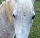 Eaglewood B and B and Farmstay - Tweed Heads Accommodation