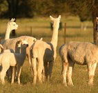 Waterfall Way Farmstay - Tweed Heads Accommodation