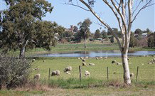 Yamba Farmstay - Tweed Heads Accommodation 5
