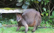 Bellawongarah At Berry - Tweed Heads Accommodation 6