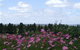 Cruickshanks Armidale Bed And Breakfast - thumb 4