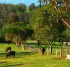 Giba Gunyah Country Cottages - Tweed Heads Accommodation