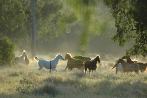 Myella Farmstay - Baralaba - Tweed Heads Accommodation 8